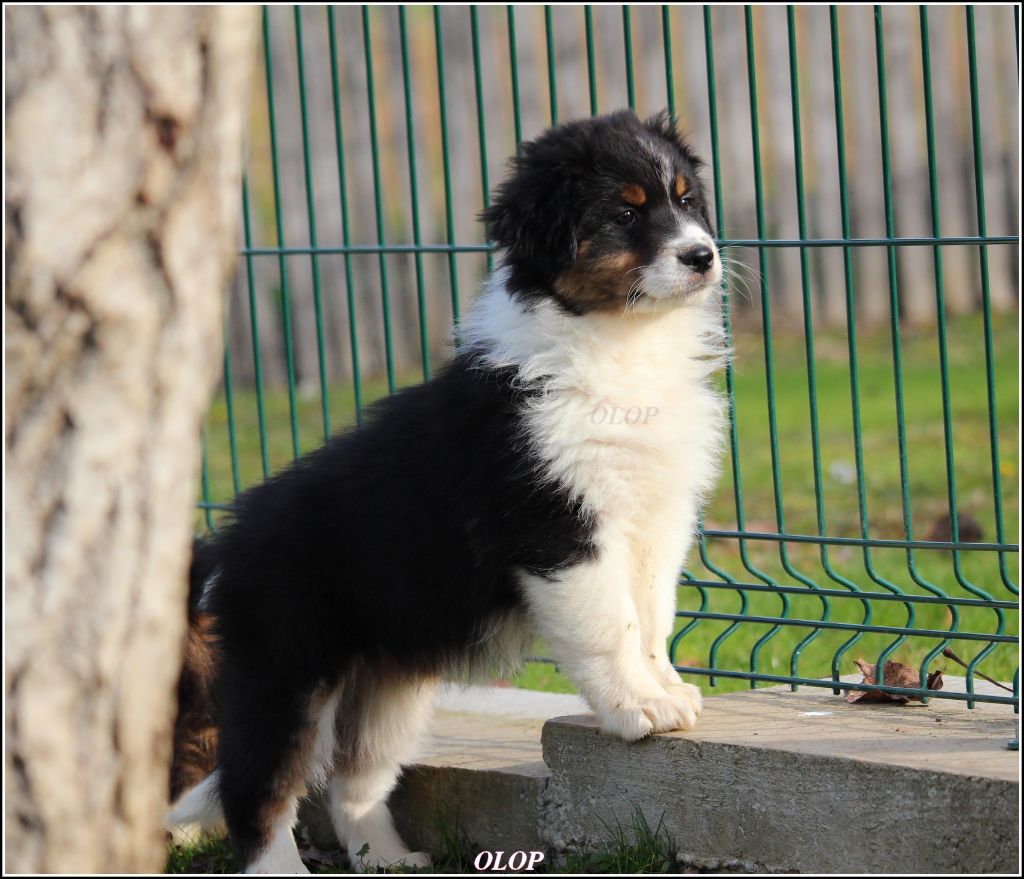 Olop - Chiot disponible  - Berger Australien