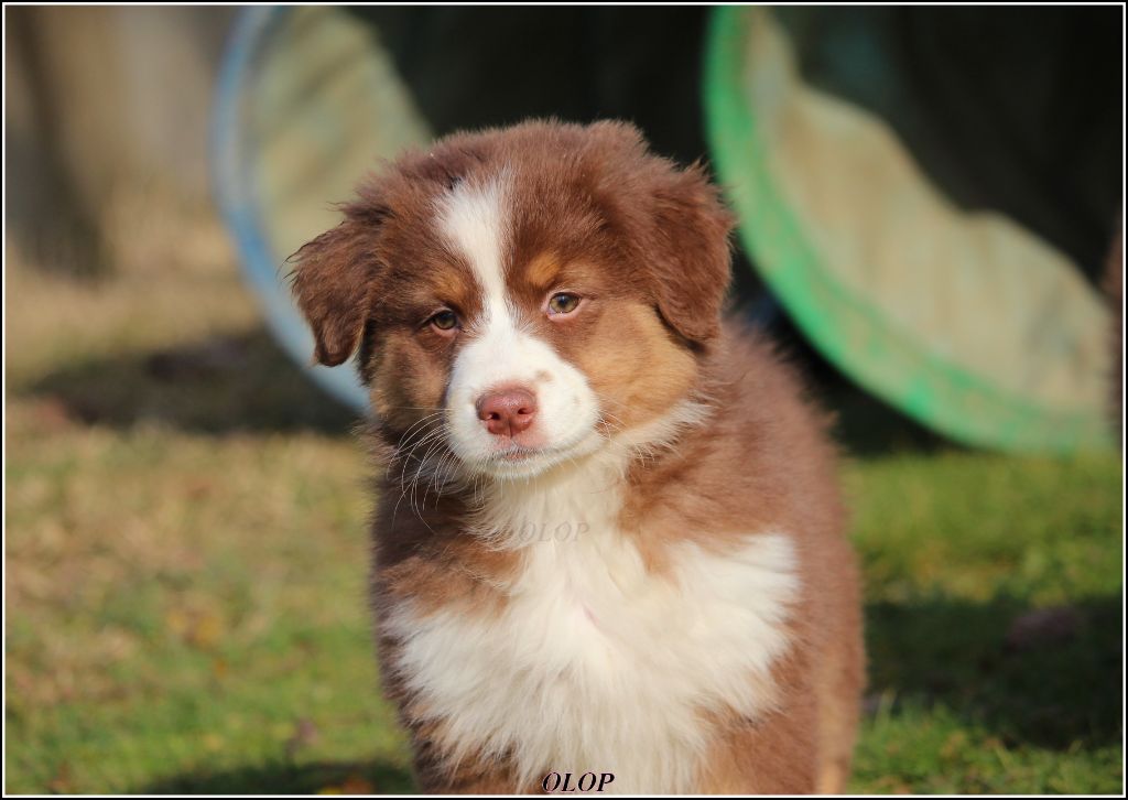 Olop - Chiot disponible  - Berger Australien