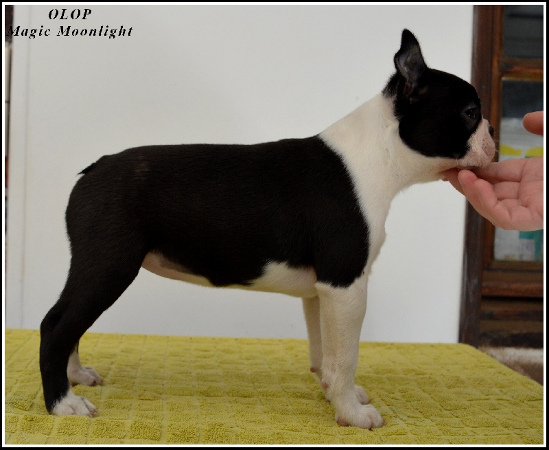 Olop Magic moonlight