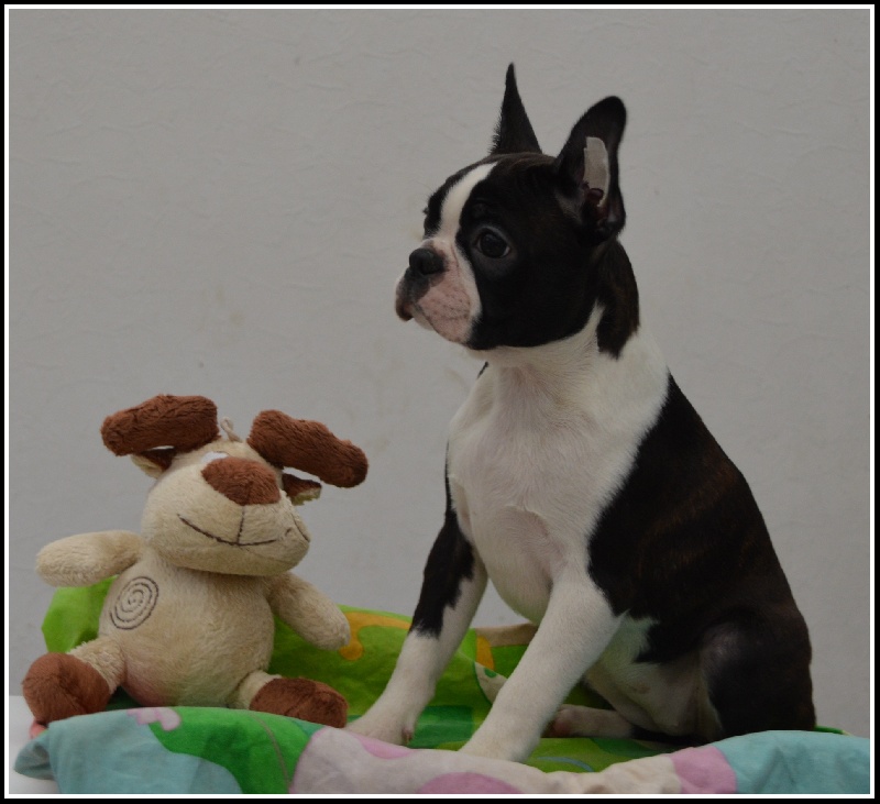 Olop My luxury's dogs