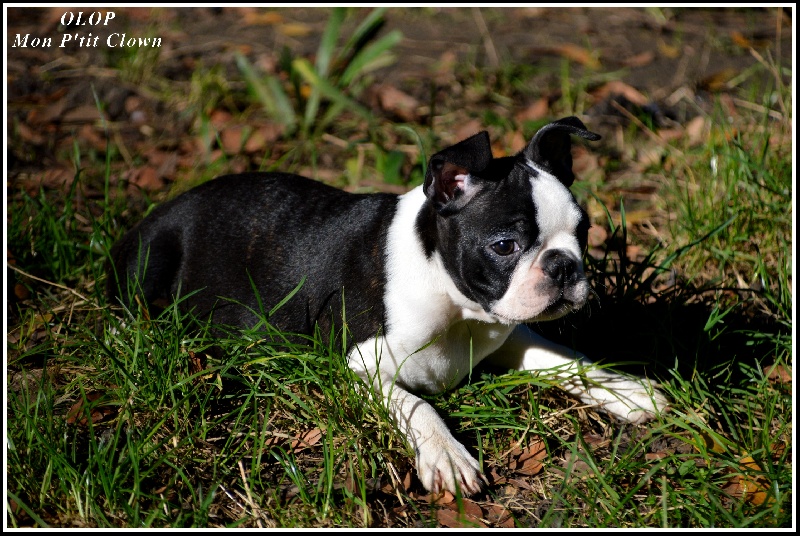 CH. Olop Mon p'tit clown