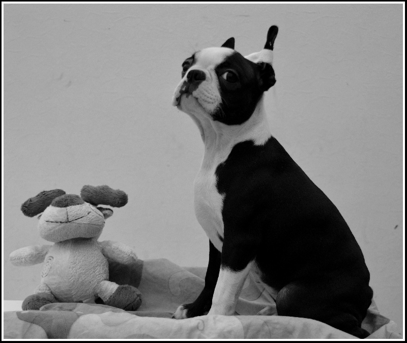 CH. Olop Magic pearl