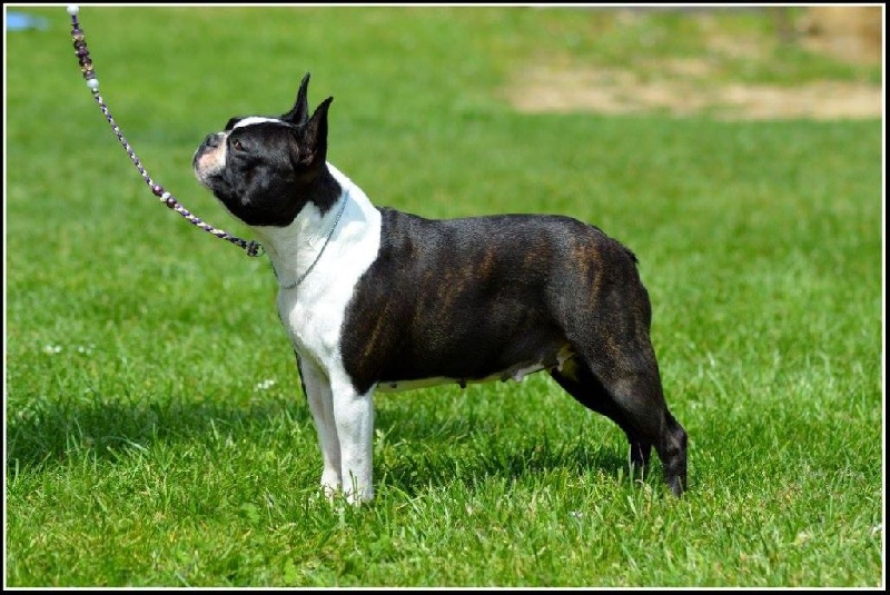 CH. Mavikaflo's Infernal beauty