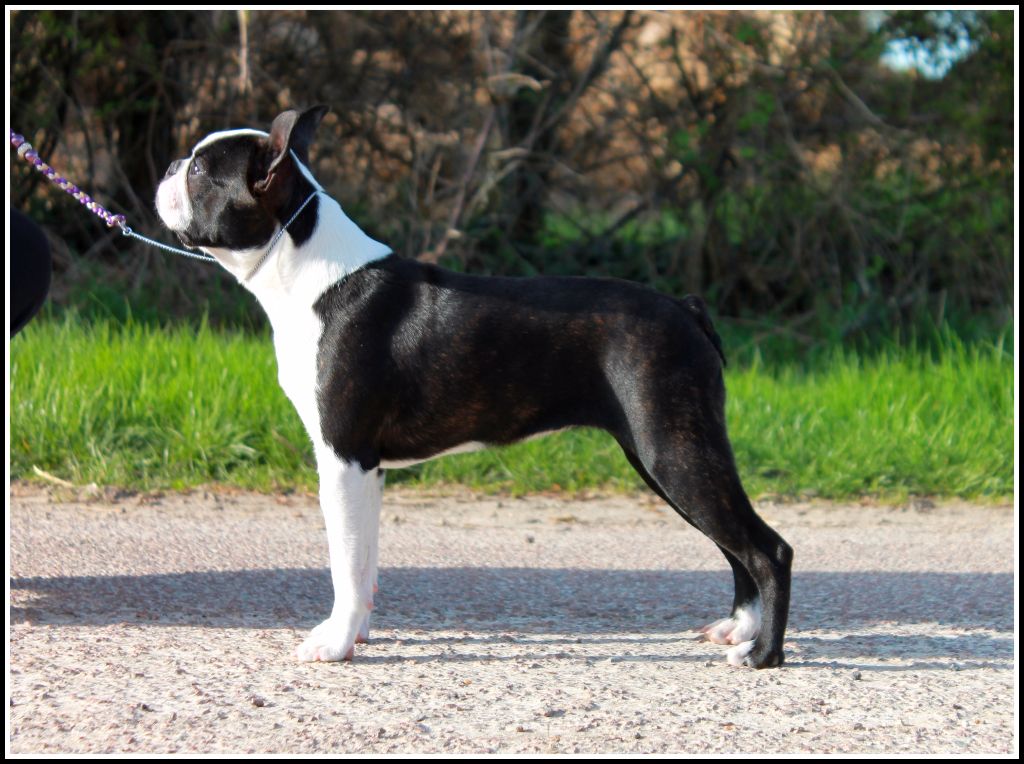 primo cavaliere Verena