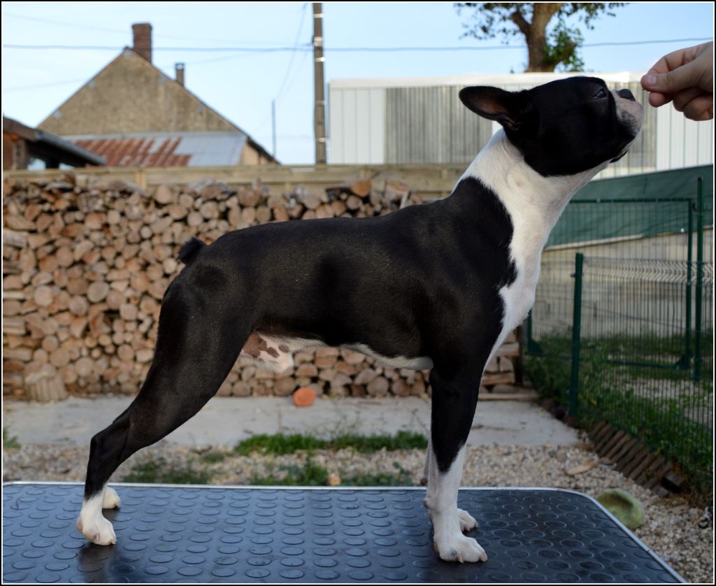 Olop Magic king aka woody