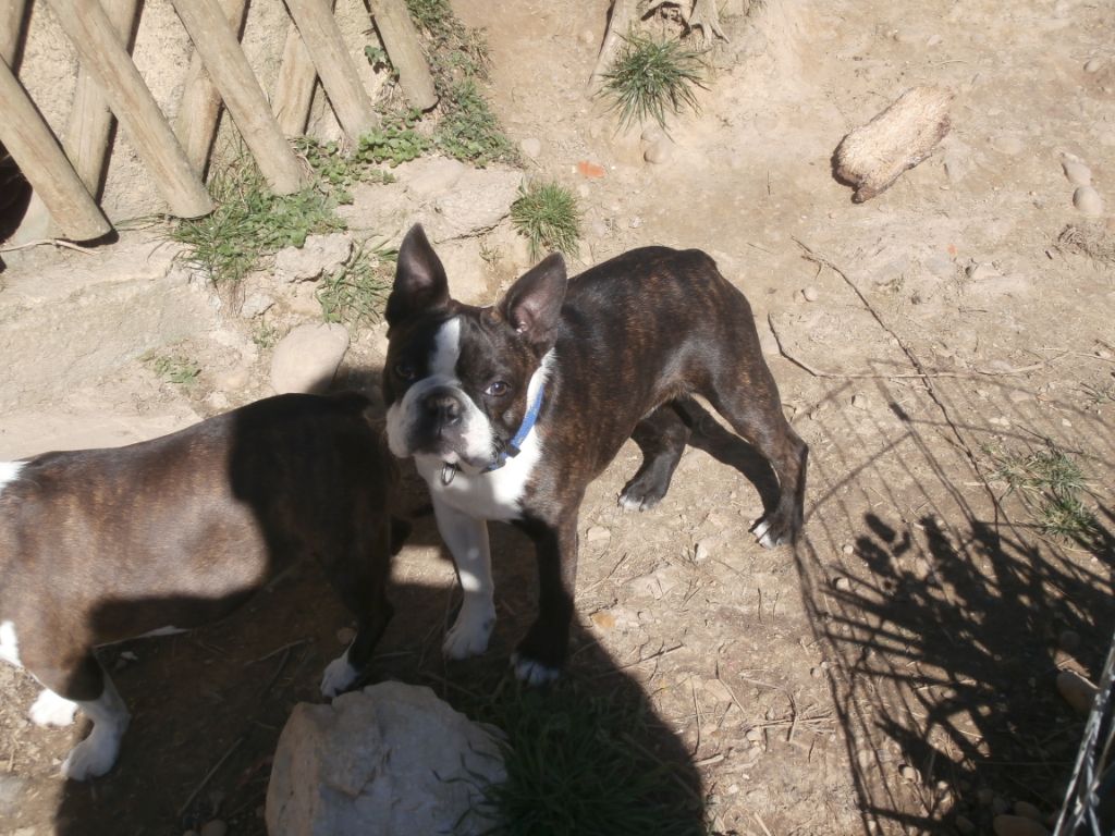 Olop Perfect american gentleman