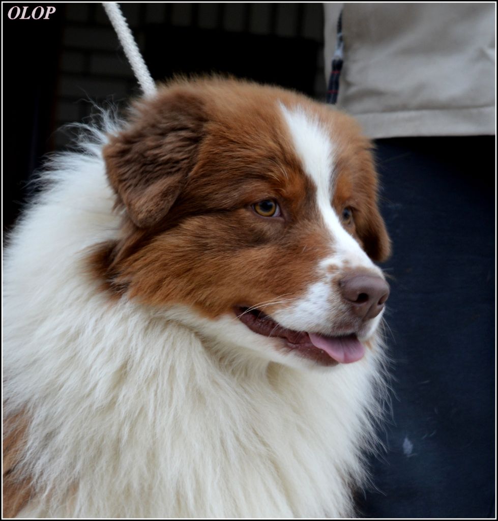 CH. Bis, jbiss, gch, ch, jgch show me the legendary's Shepherds Of Paradise