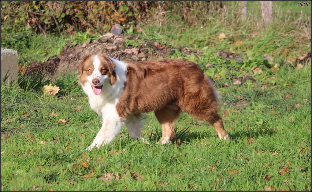 CH. Sourire Ã  la vie Of Eternal Red Heart