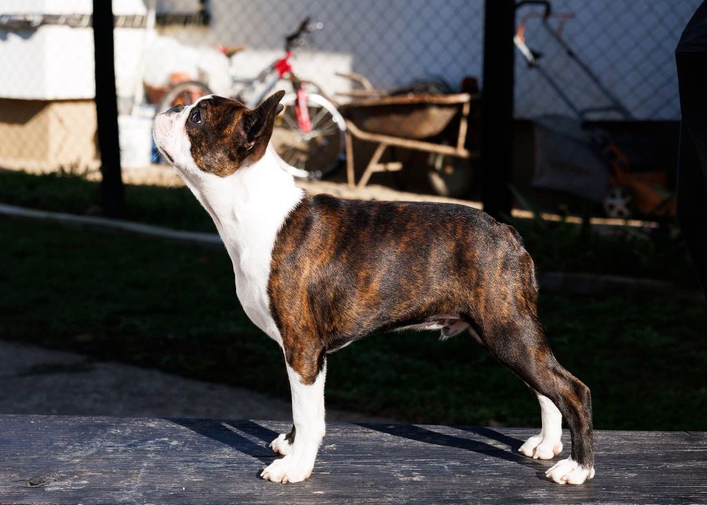 Hugo boss divina stella