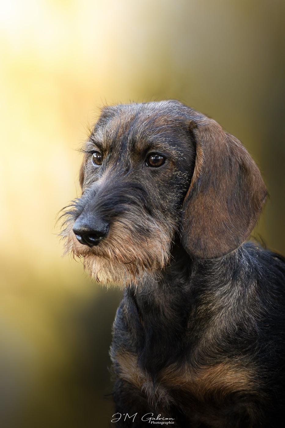 Apollon Bogoss Des Trolls de Nerthus