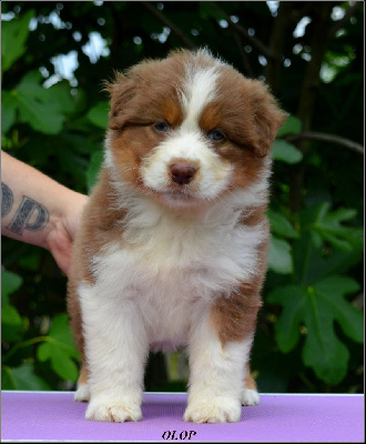 CHIOT