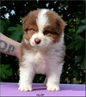Cooper