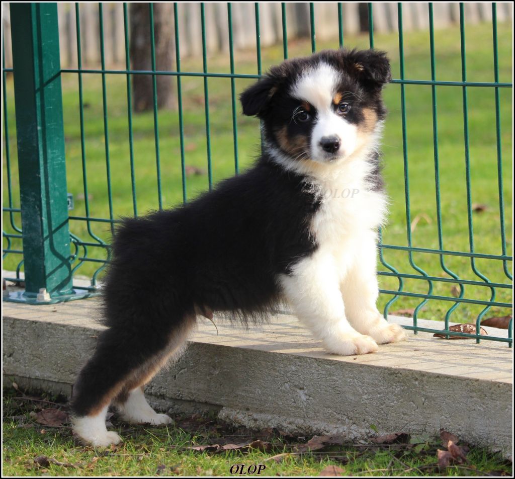 Olop - Chiots disponibles - Berger Australien